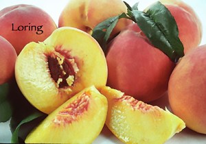 Loring Peach